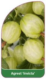 etykieta-szkolkarska-agrest-invicta-b