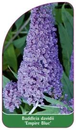etykieta-szkolkarska-buddleia-davidii-empire-blue-b