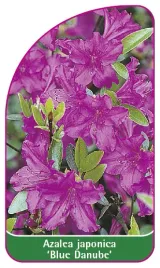etykieta-szkolkarska-azalea-japonica-blue-danube