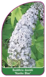 etykieta-szkolkarska-buddleia-davidii-nanho-blue-mini