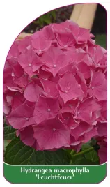 etykieta-szkolkarska-hydrangea-macrophylla-leuchtfeuer-a