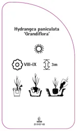 etykieta-szkolkarska-hydrangea-paniculata-grandiflora-c