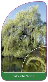 etykieta-szkolkarska-salix-alba-tristis-b