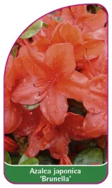 etykieta-szkolkarska-azalea-japonica-brunella