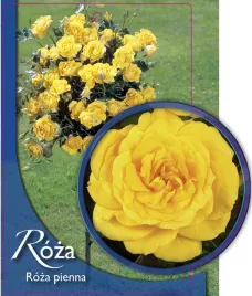 etykieta-szkolkarska-roza-pienna-51-a