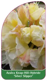 etykieta-szkolkarska-azalea-silver-slipper-b