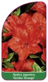 etykieta-szkolkarska-azalea-japonica-geisha-orange-b