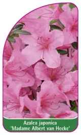 etykieta-szkolkarska-azalea-japonica-madame-albert-van-hecke-b