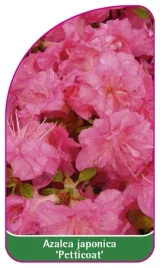 etykieta-szkolkarska-azalea-japonica-petticoat