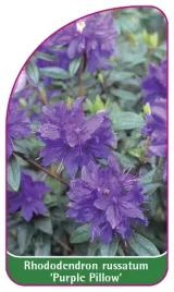 etykieta-szkolkarska-rhododendron-russatum-purple-pillow-mini