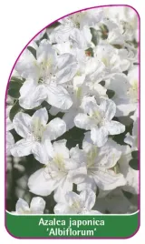 etykieta-szkolkarska-azalea-japonica-albiflorum-b