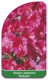 etykieta-szkolkarska-azalea-japonica-gislinde-mini-c