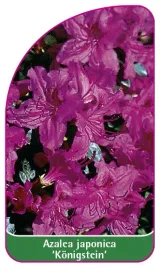 etykieta-szkolkarska-azalea-japonica-konigstein-b
