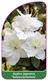 etykieta-szkolkarska-azalea-japonica-schneewittchen-b