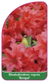 etykieta-szkolkarska-rhododendron-repens-bengal-mini-c