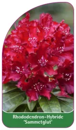 etykieta-szkolkarska-rhododendron-sammetglut-b