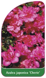 etykieta-szkolkarska-azalea-japonica-cherie-b-standard