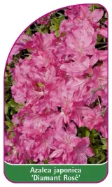 etykieta-szkolkarska-azalea-japonica-diamant-rose-b