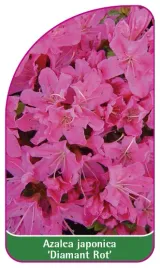 etykieta-szkolkarska-azalea-japonica-diamant-rot