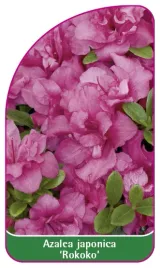 etykieta-szkolkarska-azalea-japonica-rokoko-b