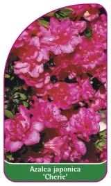 etykieta-szkolkarska-azalea-japonica-cherie-b-mini
