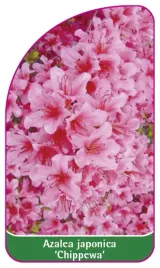 etykieta-szkolkarska-azalea-japonica-chippewa-mini