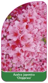 etykieta-szkolkarska-azalea-japonica-chippewa-standard