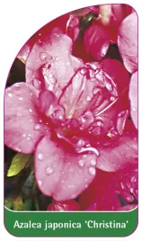etykieta-szkolkarska-azalea-japonica-christina