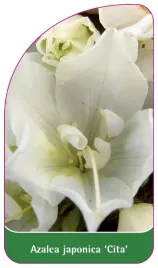 etykieta-szkolkarska-azalea-japonica-cita