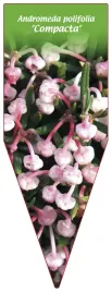 etykieta-szkolkarska-andromeda-polifolia-compacta