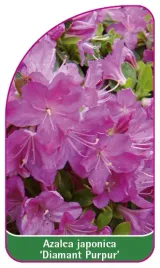 etykieta-szkolkarska-azalea-japonica-diamant-purpur