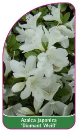 etykieta-szkolkarska-azalea-japonica-diamant-weiss