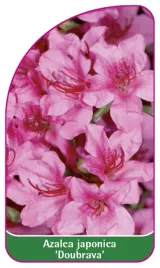 etykieta-szkolkarska-azalea-japonica-doubrava