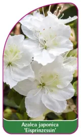 etykieta-szkolkarska-azalea-japonica-eisprinzessin-b