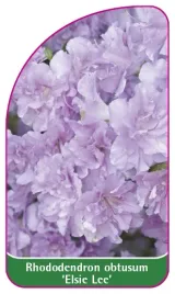 etykieta-szkolkarska-azalea-japonica-elsie-lee-a