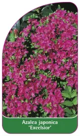 etykieta-szkolkarska-azalea-japonica-excelsior