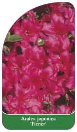 etykieta-szkolkarska-azalea-japonica-fiener