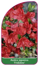 etykieta-szkolkarska-azalea-japonica-fridoline-a