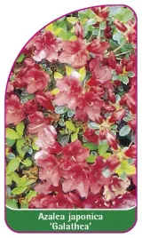 etykieta-szkolkarska-azalea-japonica-galathea-mini