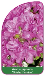 etykieta-szkolkarska-azalea-japonica-geisha-fumico