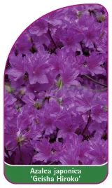 etykieta-szkolkarska-azalea-japonica-geisha-hiroko