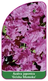 etykieta-szkolkarska-azalea-japonica-geisha-momoko