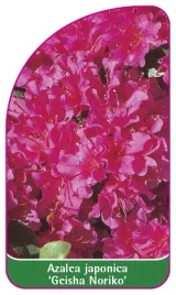 etykieta-szkolkarska-azalea-japonica-geisha-noriko