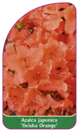 etykieta-szkolkarska-azalea-japonica-geisha-orange-a