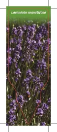 etykieta-szkolkarska-lavandula-angustifolia