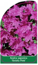 etykieta-szkolkarska-azalea-japonica-geisha-pink