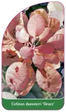 etykieta-szkolkarska-cotinus-dummeri-grace-b