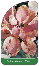 etykieta-szkolkarska-cotinus-dummeri-grace-b