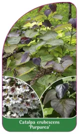etykieta-szkolkarska-catalpa-erubescens-purpurea-b