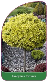 etykieta-szkolkarska-euonymus-fortunei-b